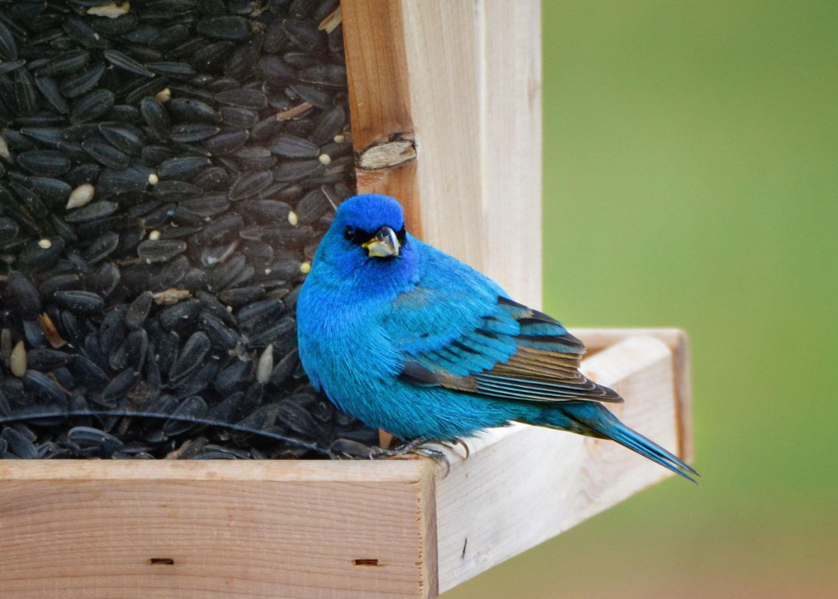 Indigo bunting